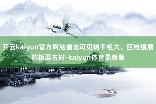 开云kaiyun官方网站遍地可见树干粗大、巨枝横展的板栗古树-kaiyun体育最新版